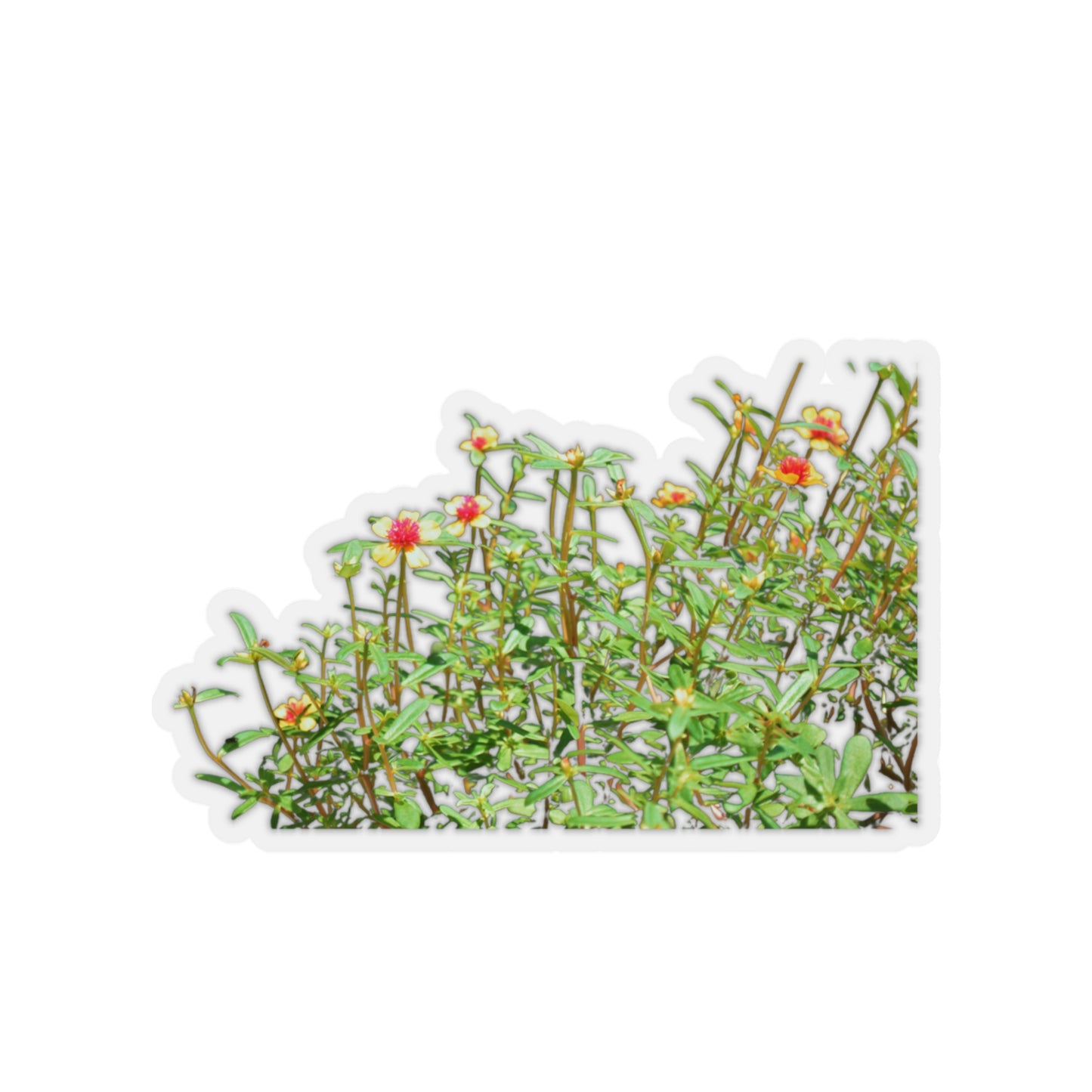 Purslane Stickers