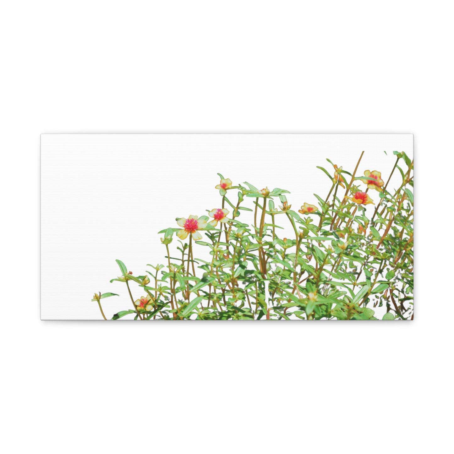Purslane Canvas Gallery Wraps