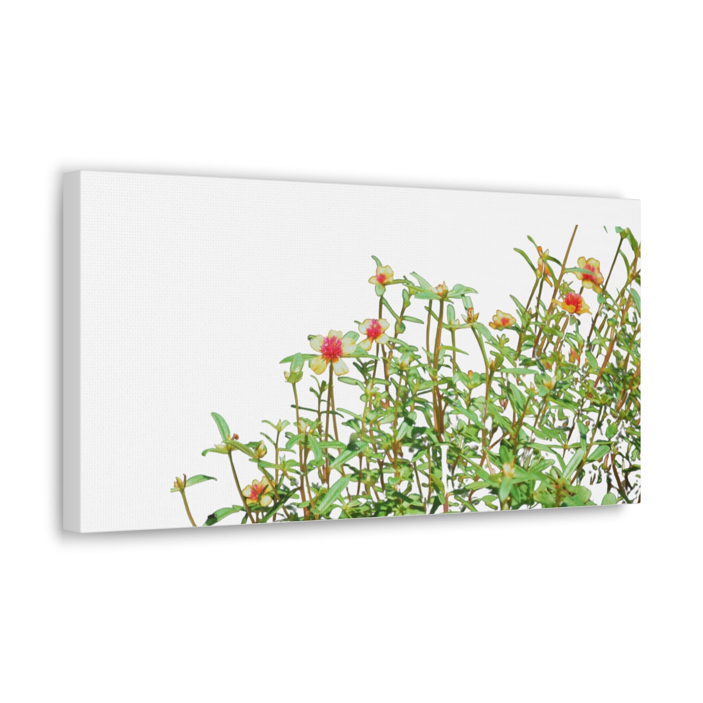 Purslane Canvas Gallery Wraps