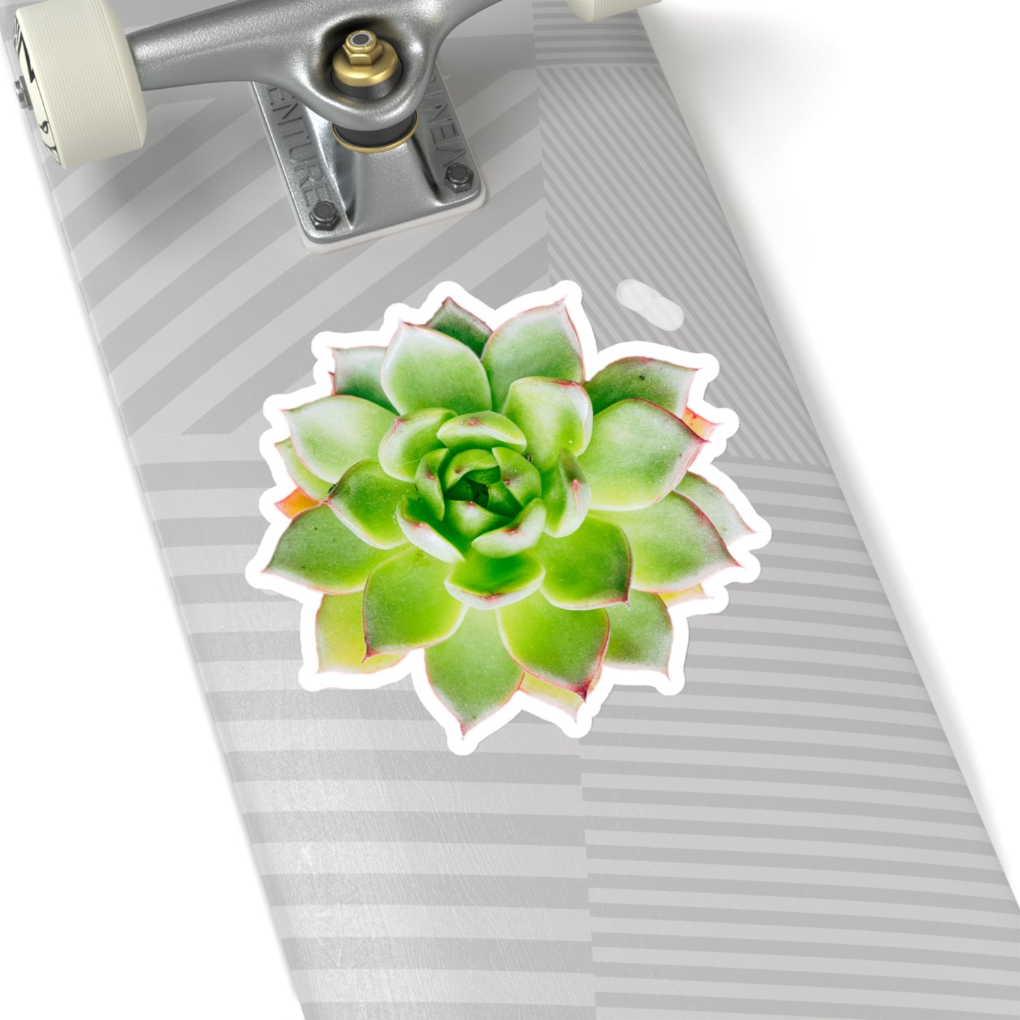 Echeveria Stickers