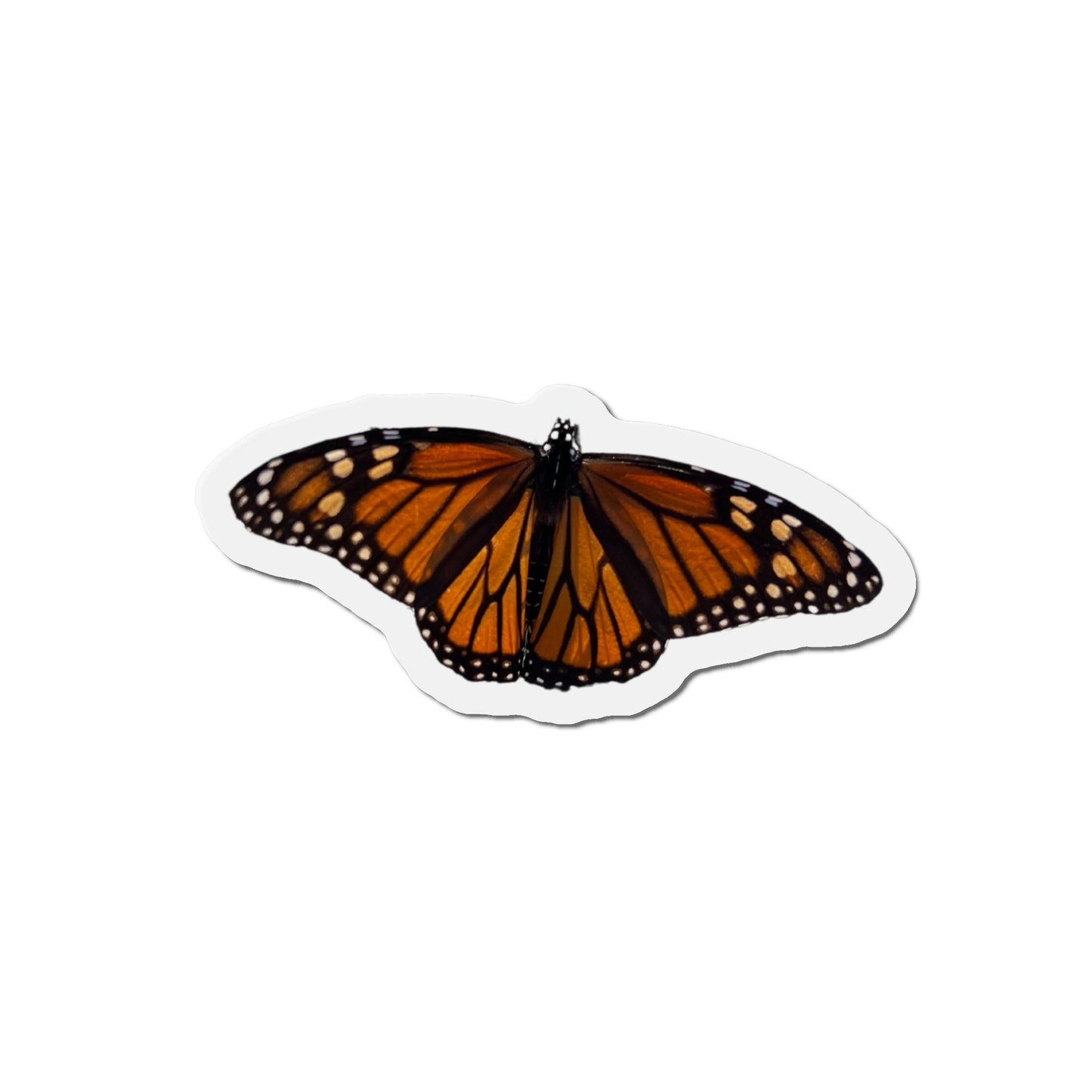 Monarch Magnets