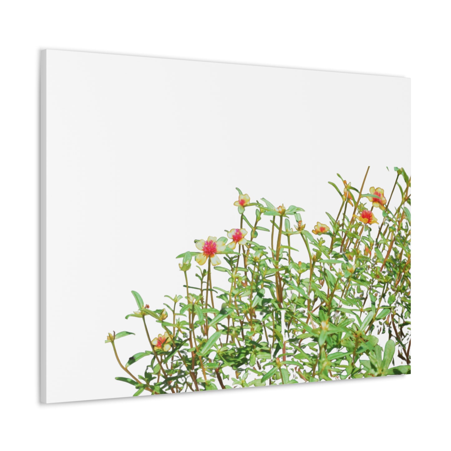 Purslane Canvas Gallery Wraps