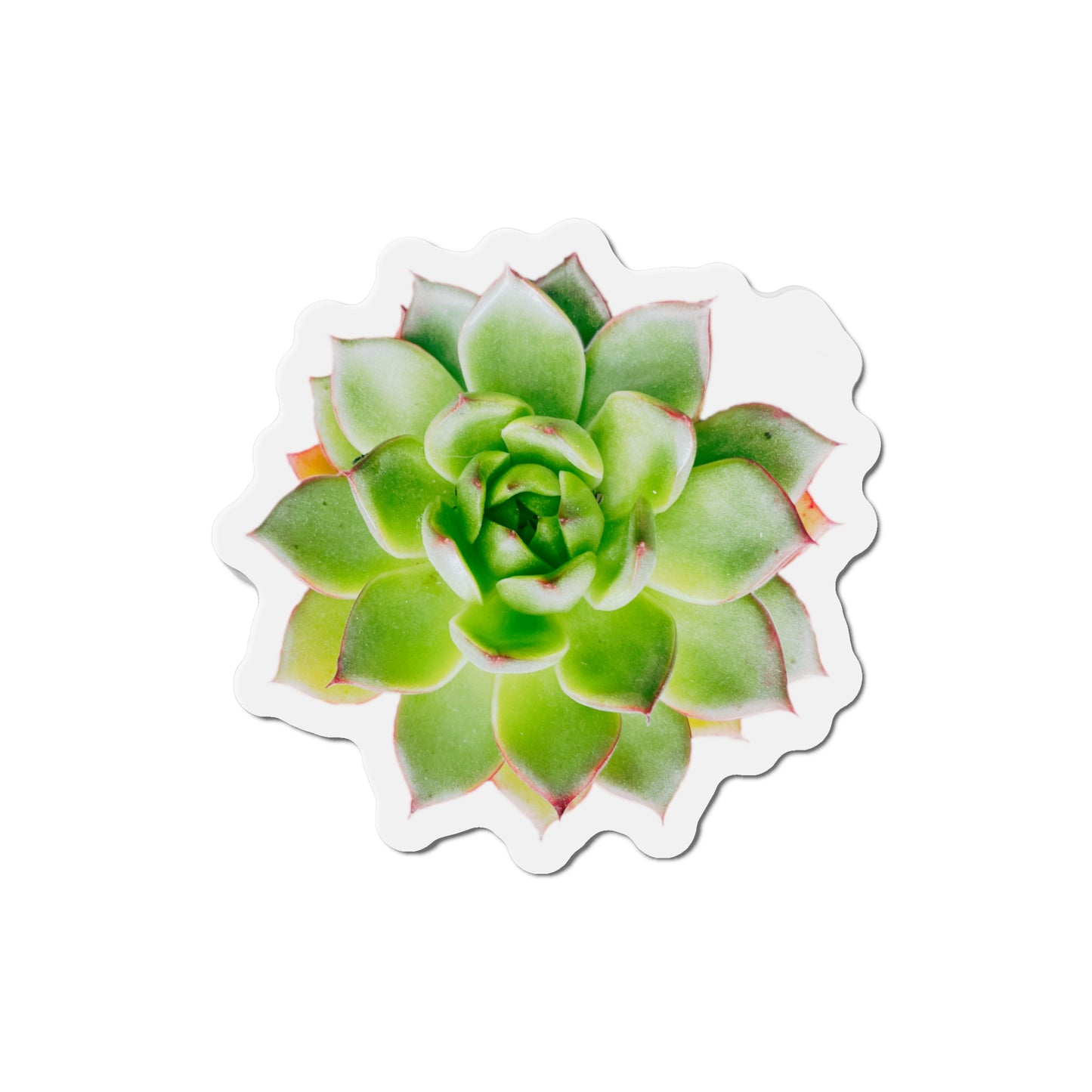 Echeveria Magnets