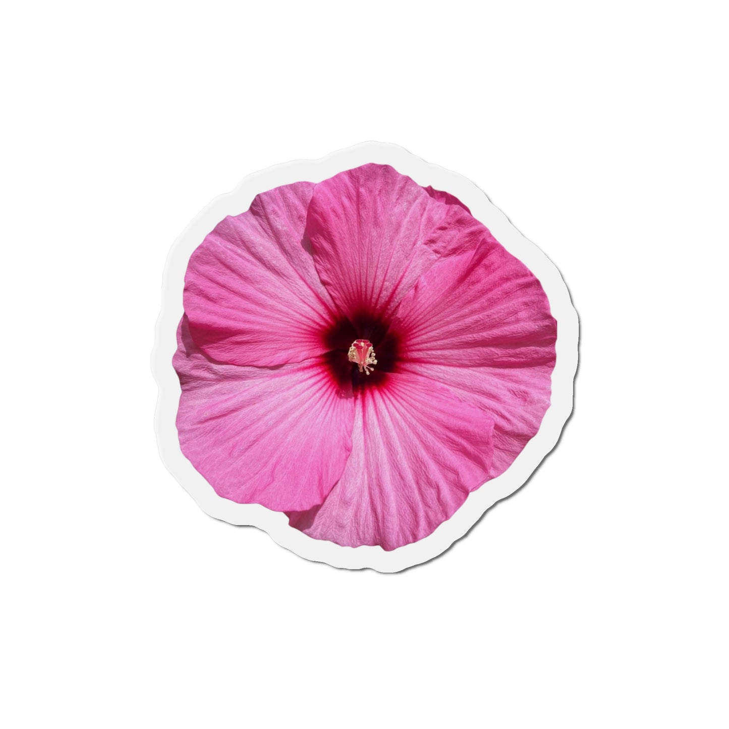 Hibiscus Magnets
