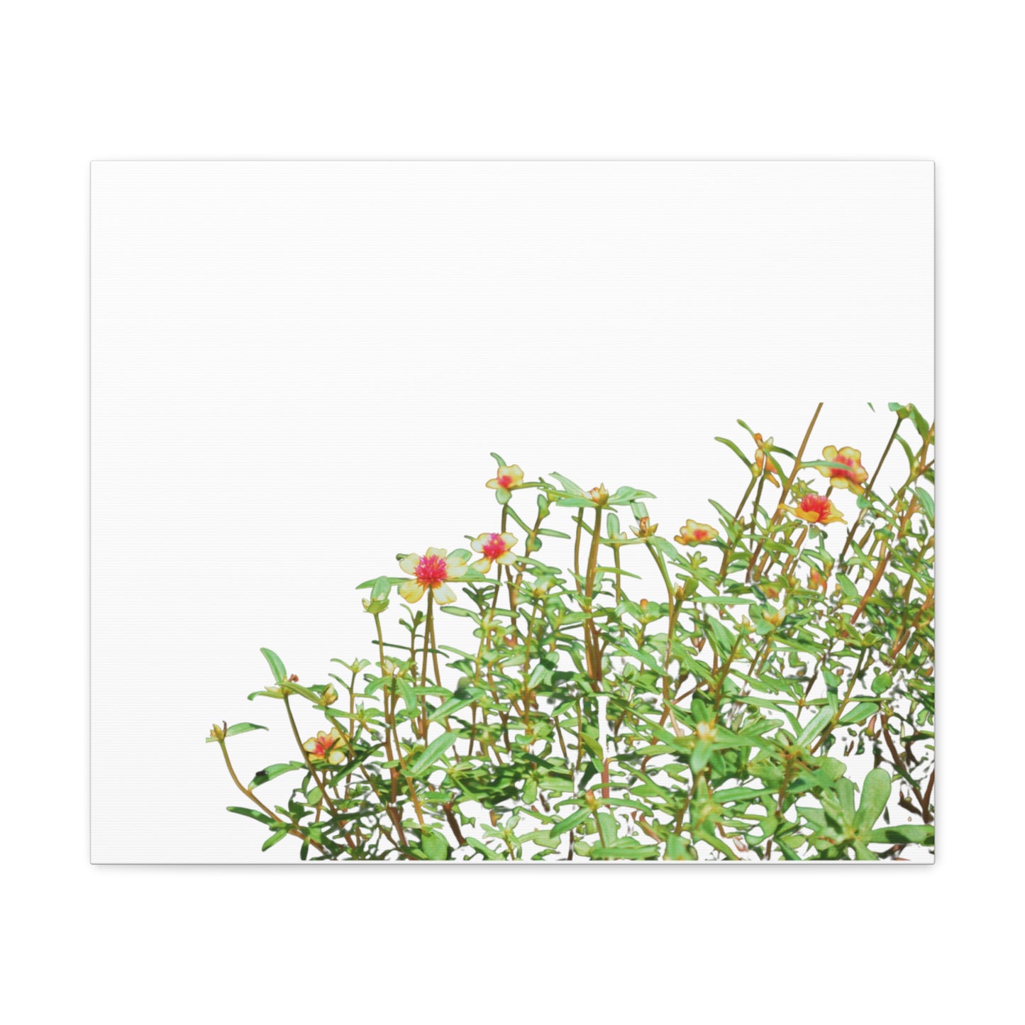 Purslane Canvas Gallery Wraps