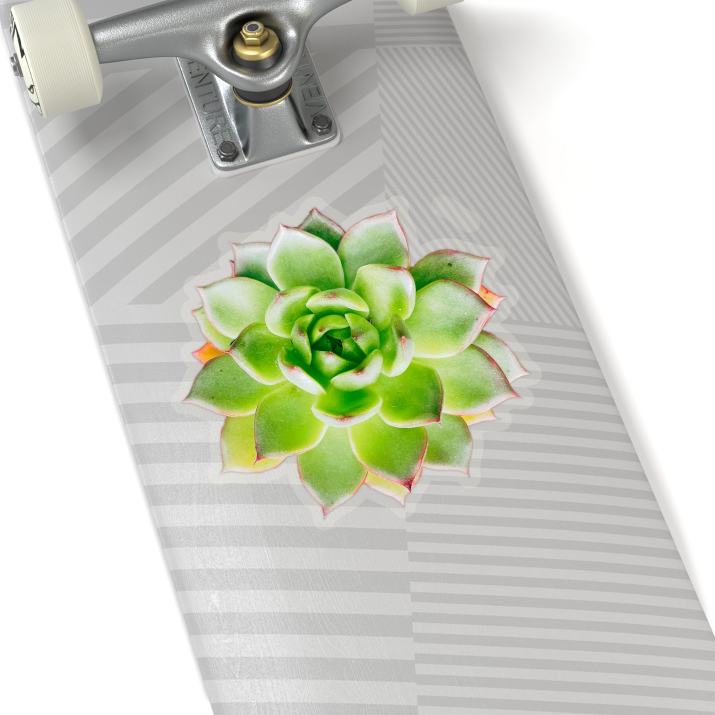 Echeveria Stickers