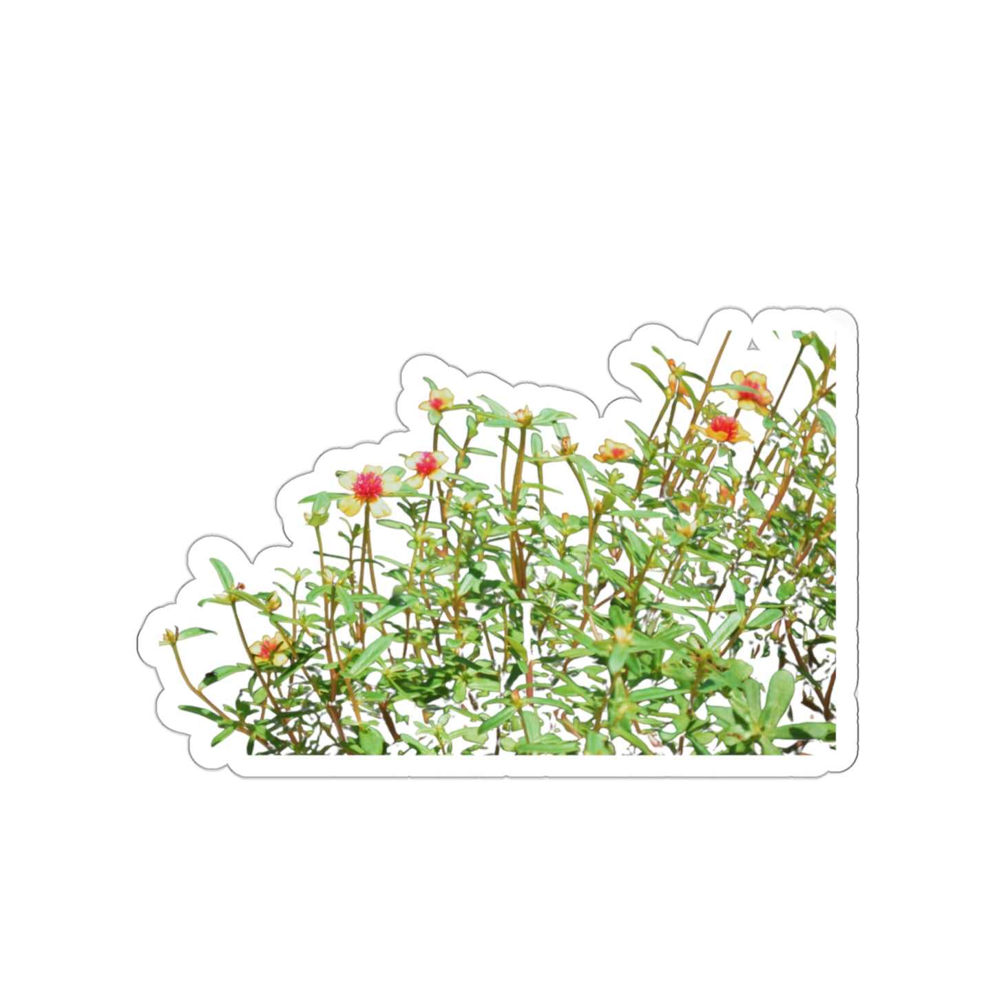 Purslane Stickers