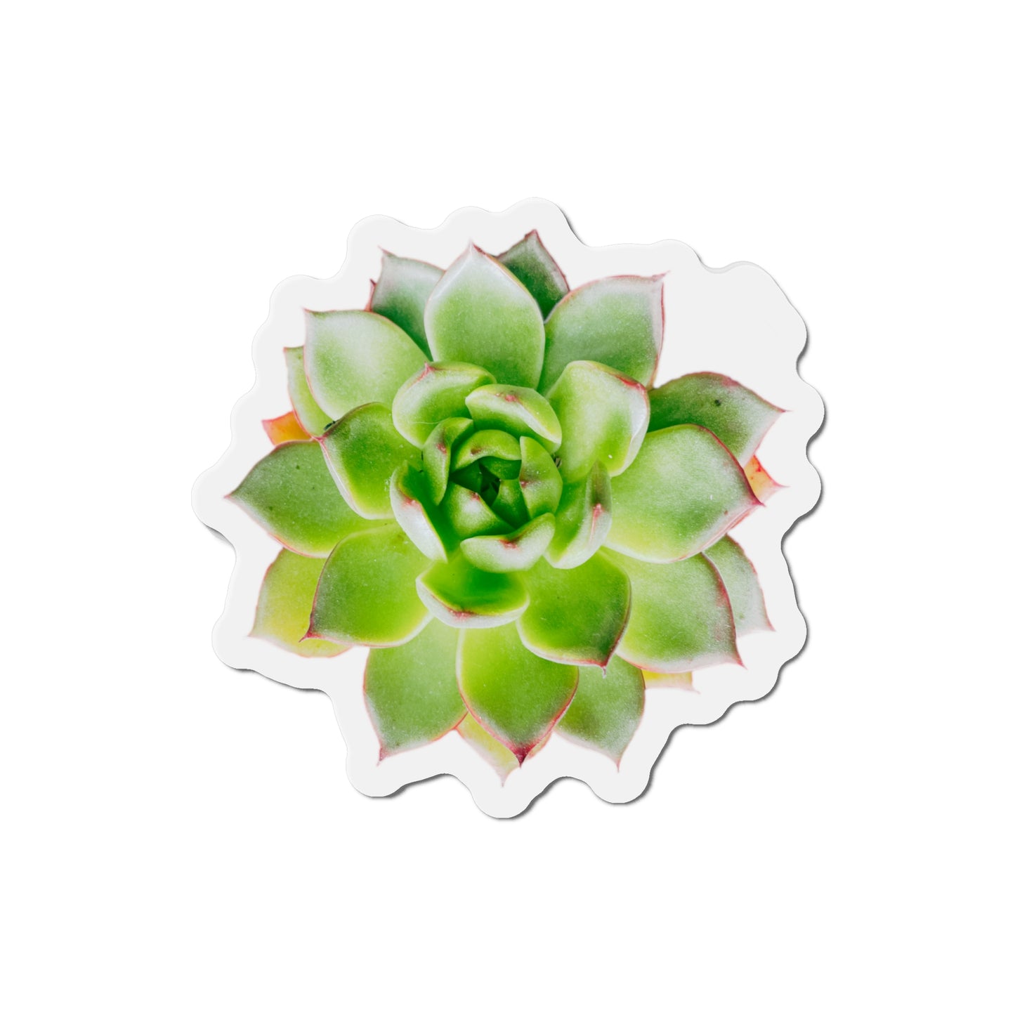 Echeveria Magnets