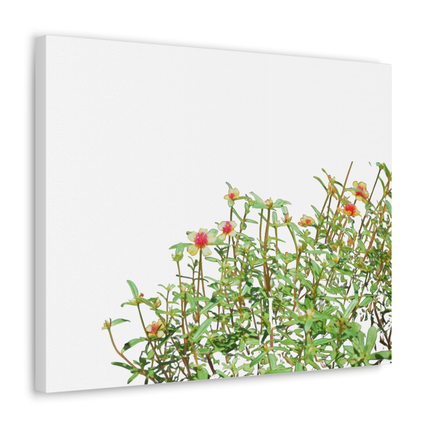 Purslane Canvas Gallery Wraps