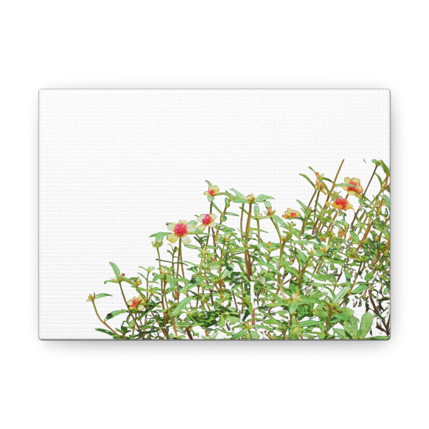 Purslane Canvas Gallery Wraps