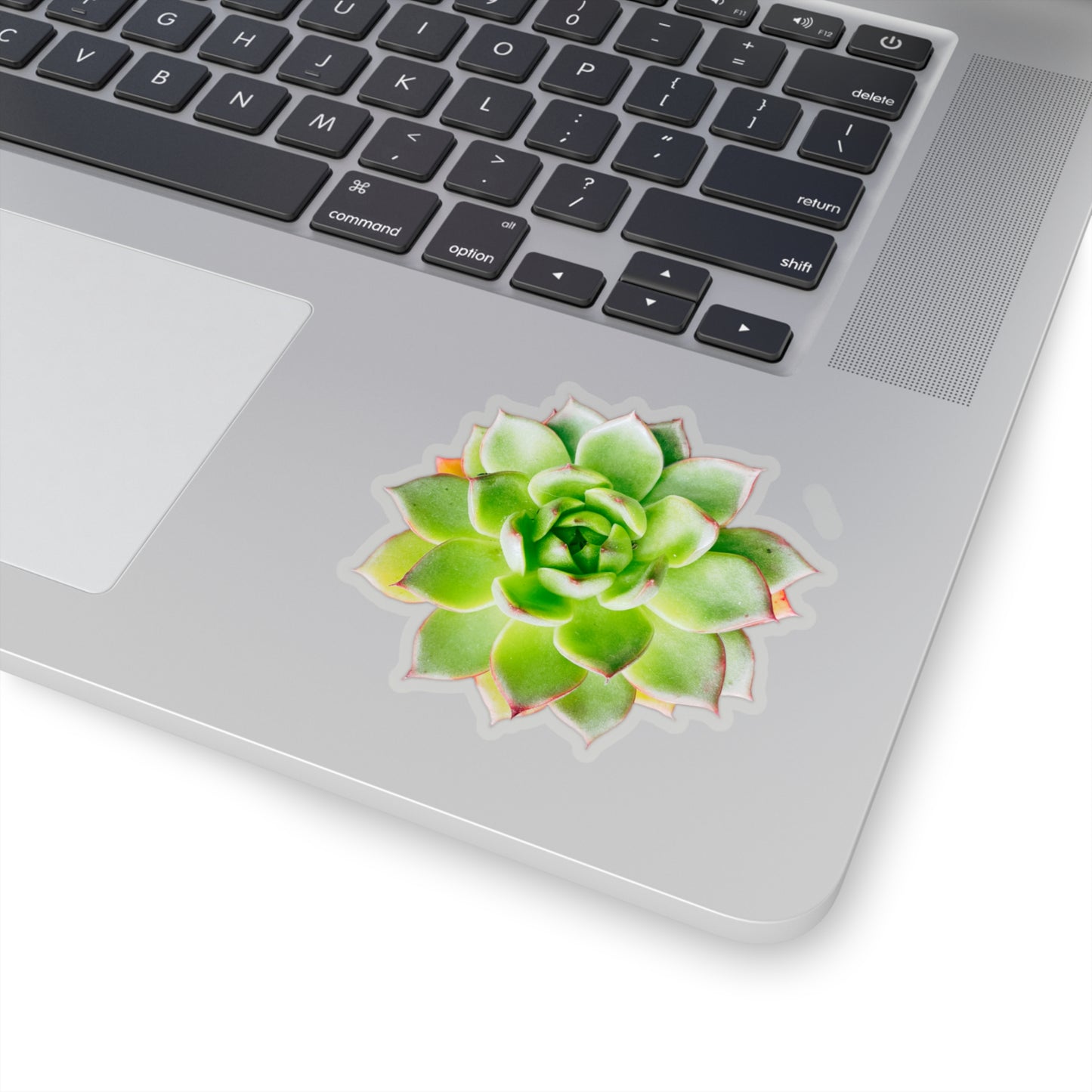 Echeveria Stickers