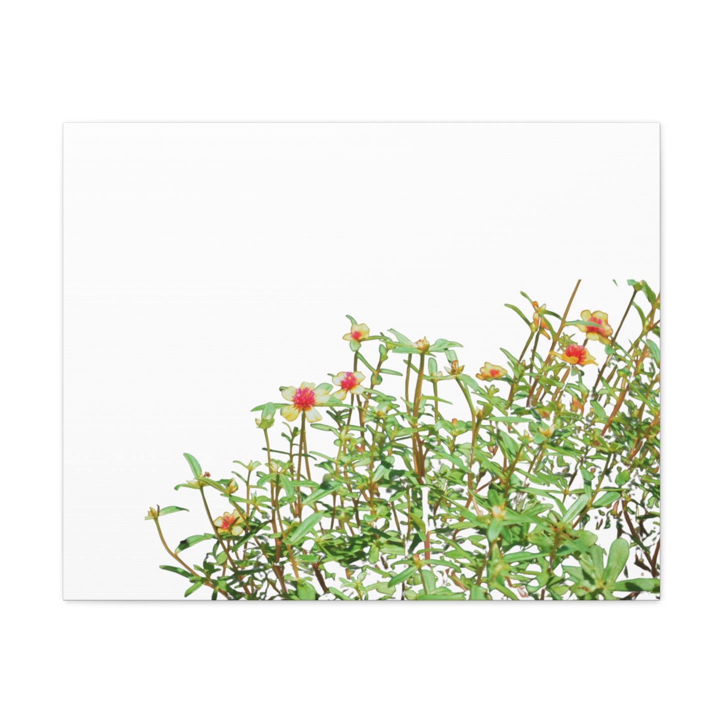 Purslane Canvas Gallery Wraps