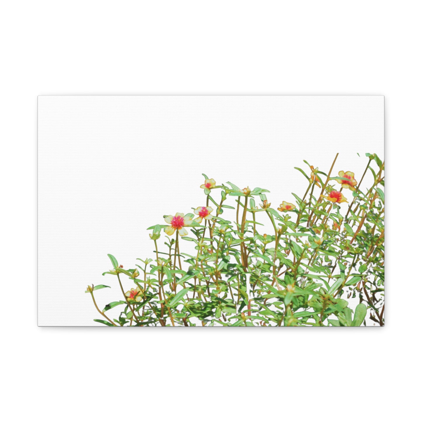 Purslane Canvas Gallery Wraps