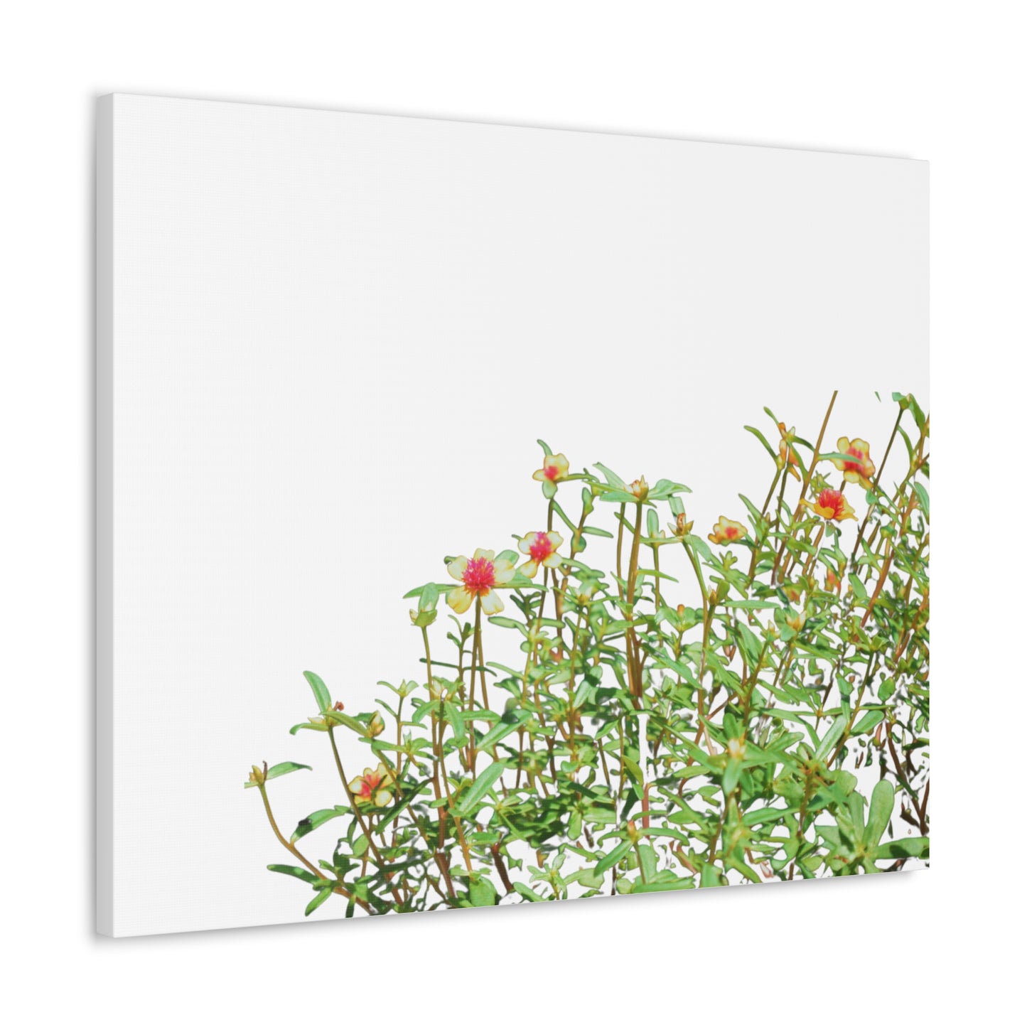 Purslane Canvas Gallery Wraps