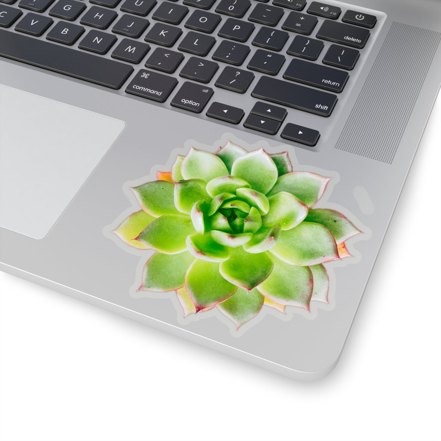 Echeveria Stickers