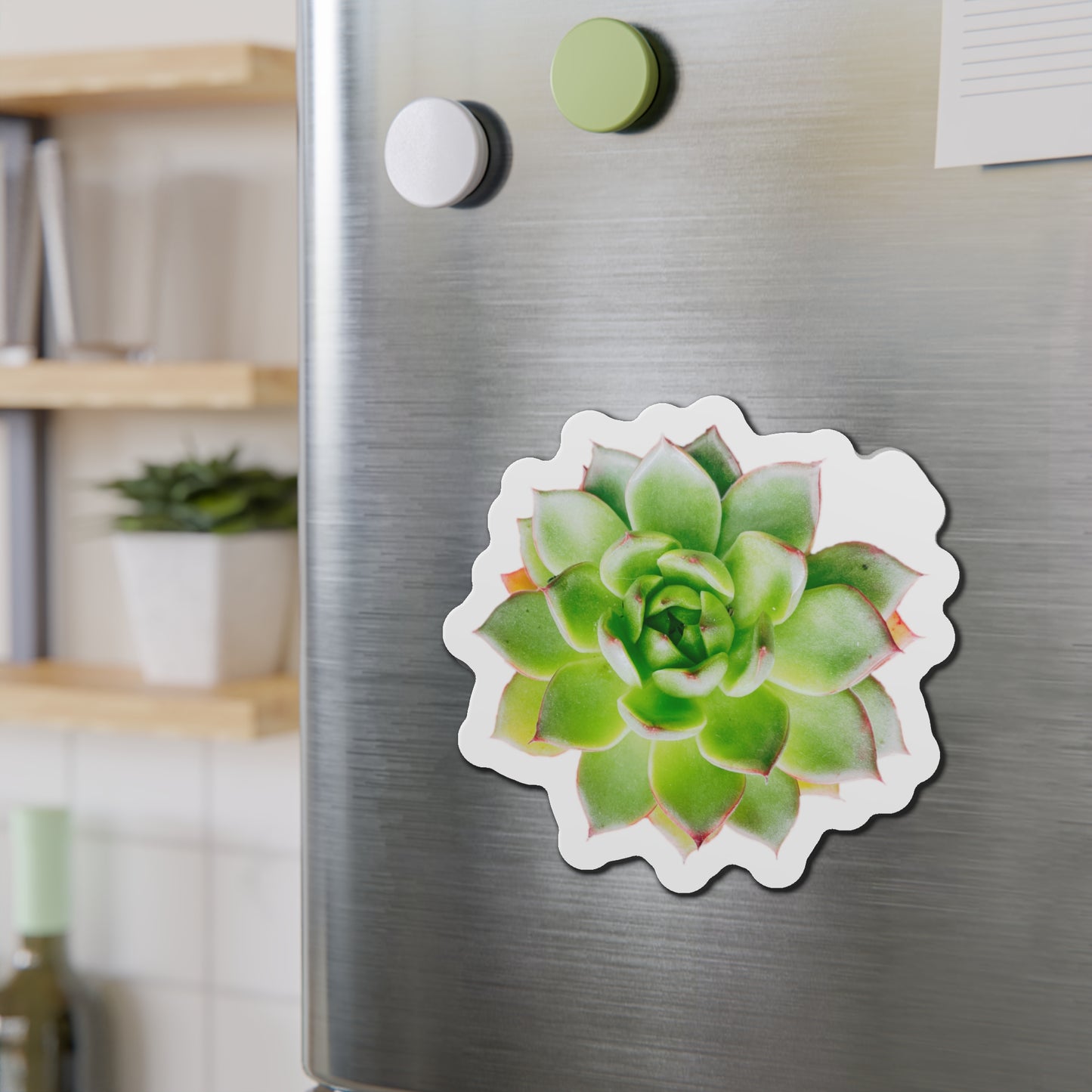 Echeveria Magnets