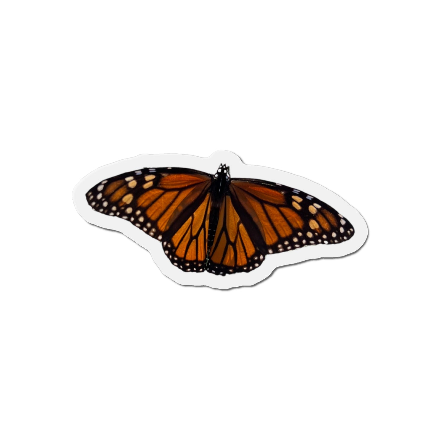 Monarch Magnets