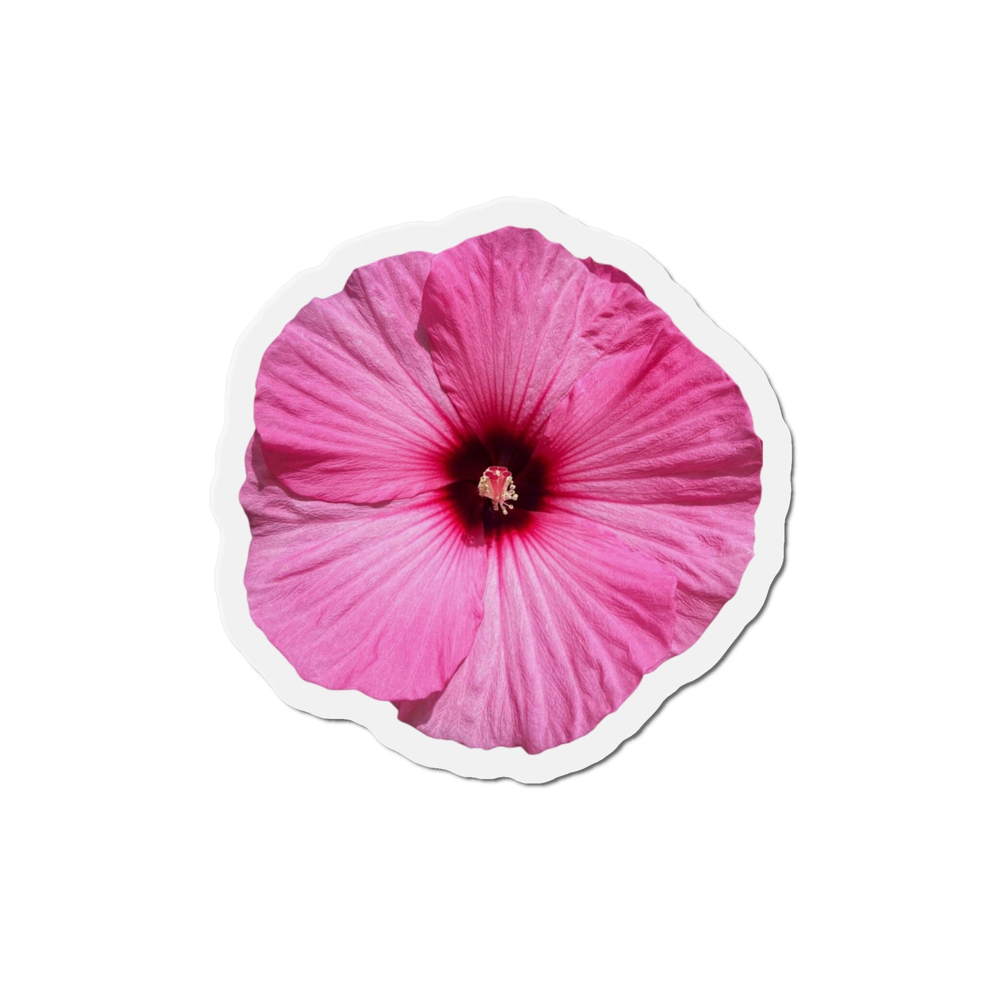 Hibiscus Magnets