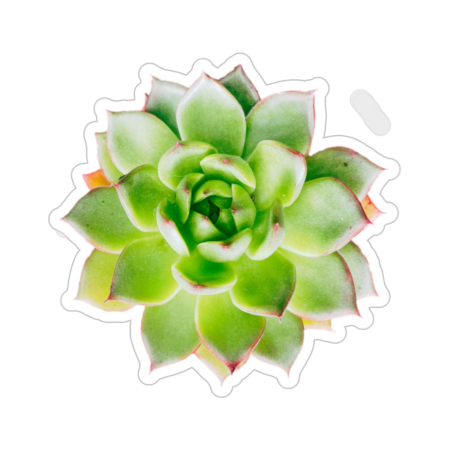Echeveria Stickers