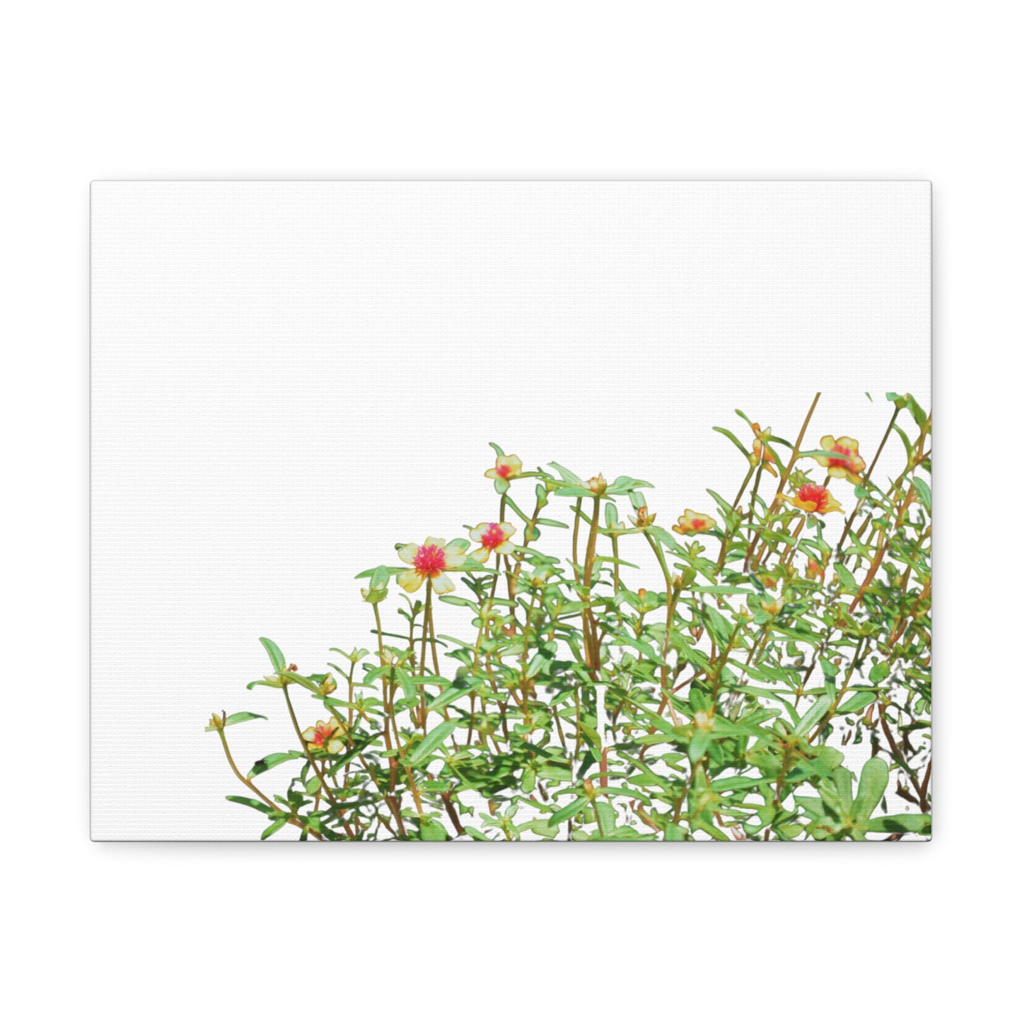 Purslane Canvas Gallery Wraps