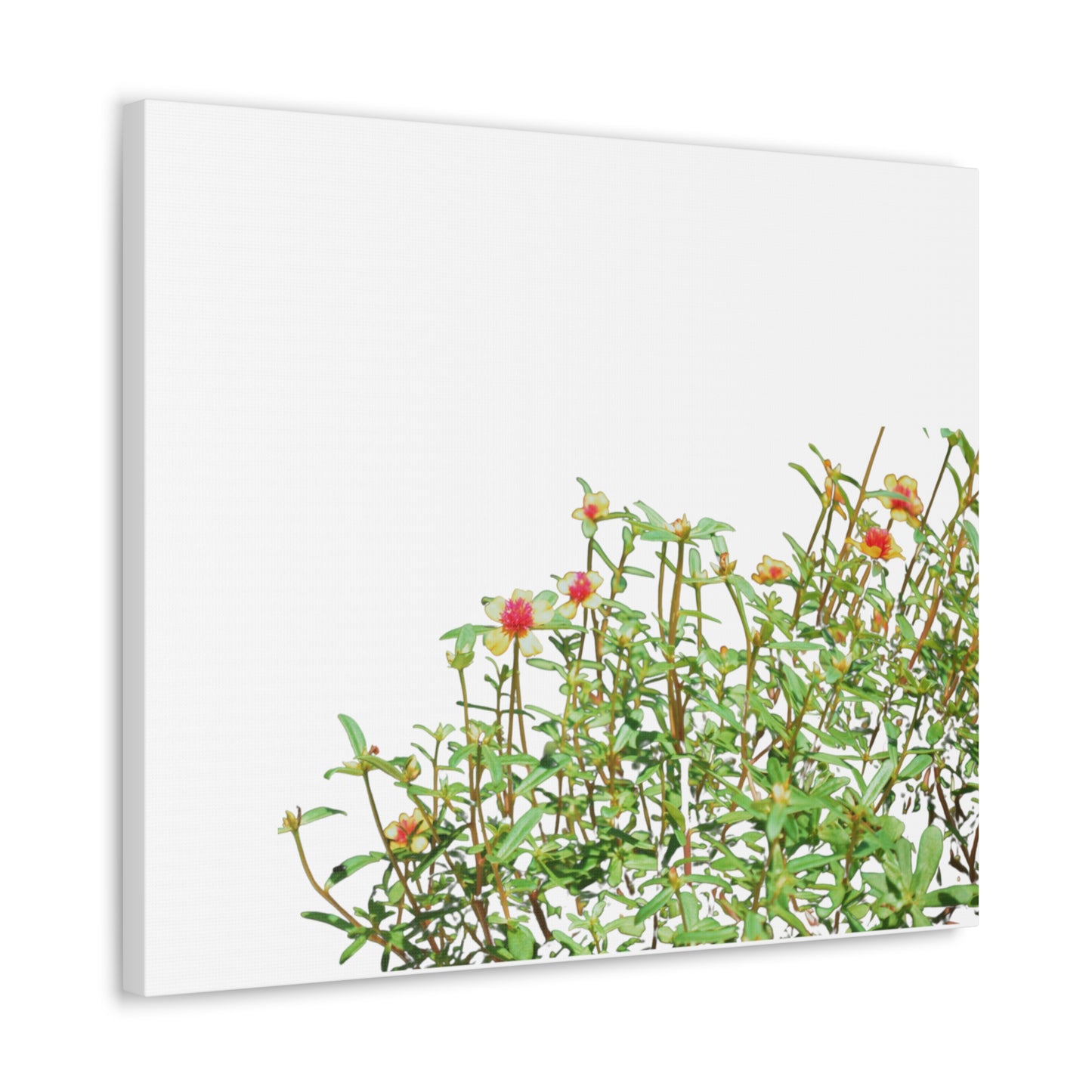 Purslane Canvas Gallery Wraps