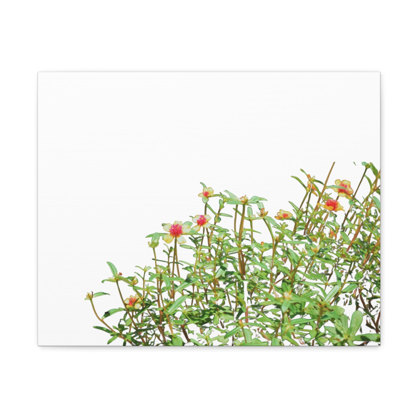 Purslane Canvas Gallery Wraps