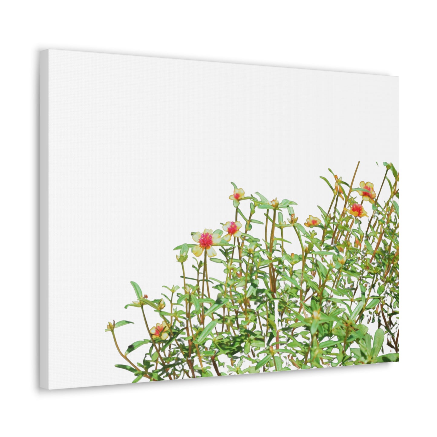 Purslane Canvas Gallery Wraps