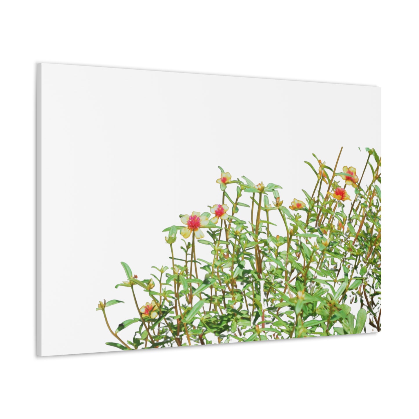 Purslane Canvas Gallery Wraps
