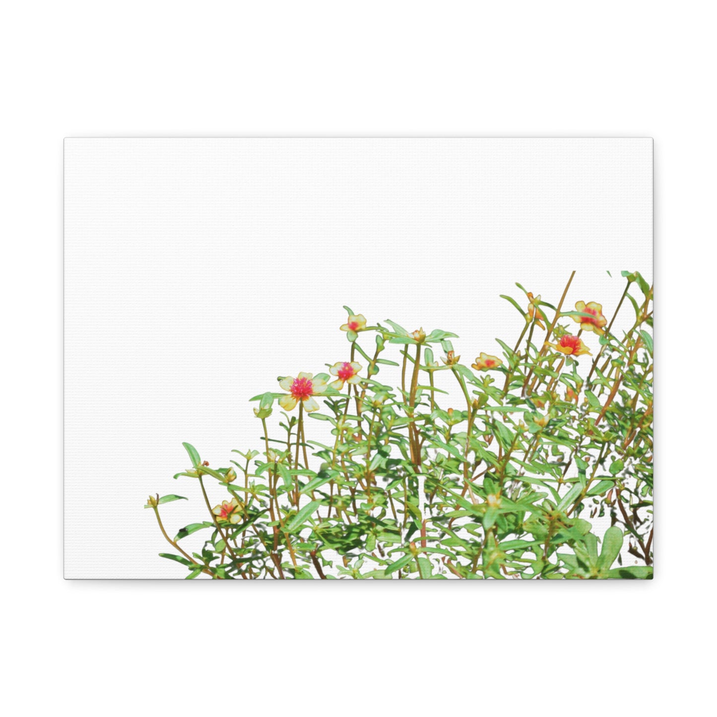 Purslane Canvas Gallery Wraps