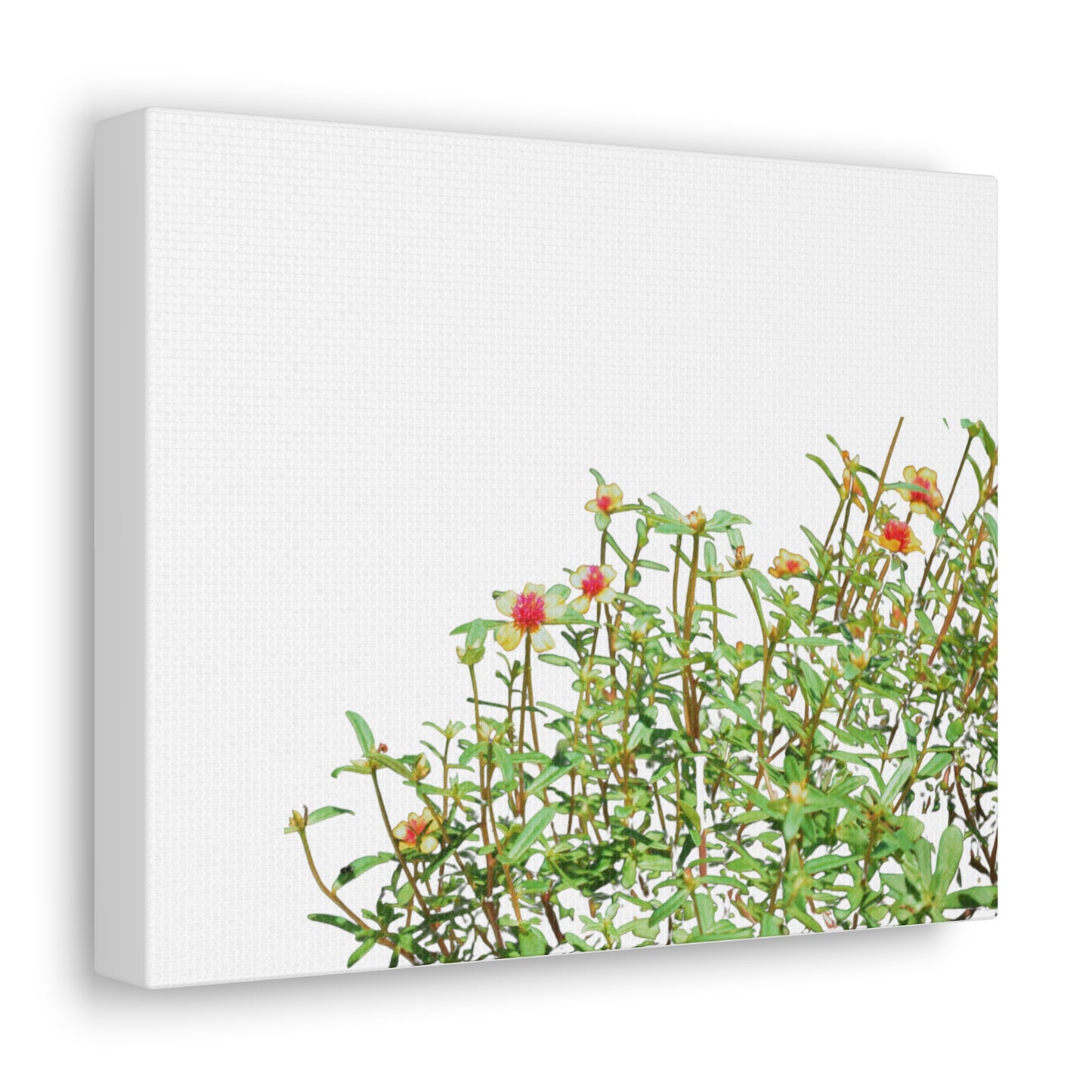 Purslane Canvas Gallery Wraps
