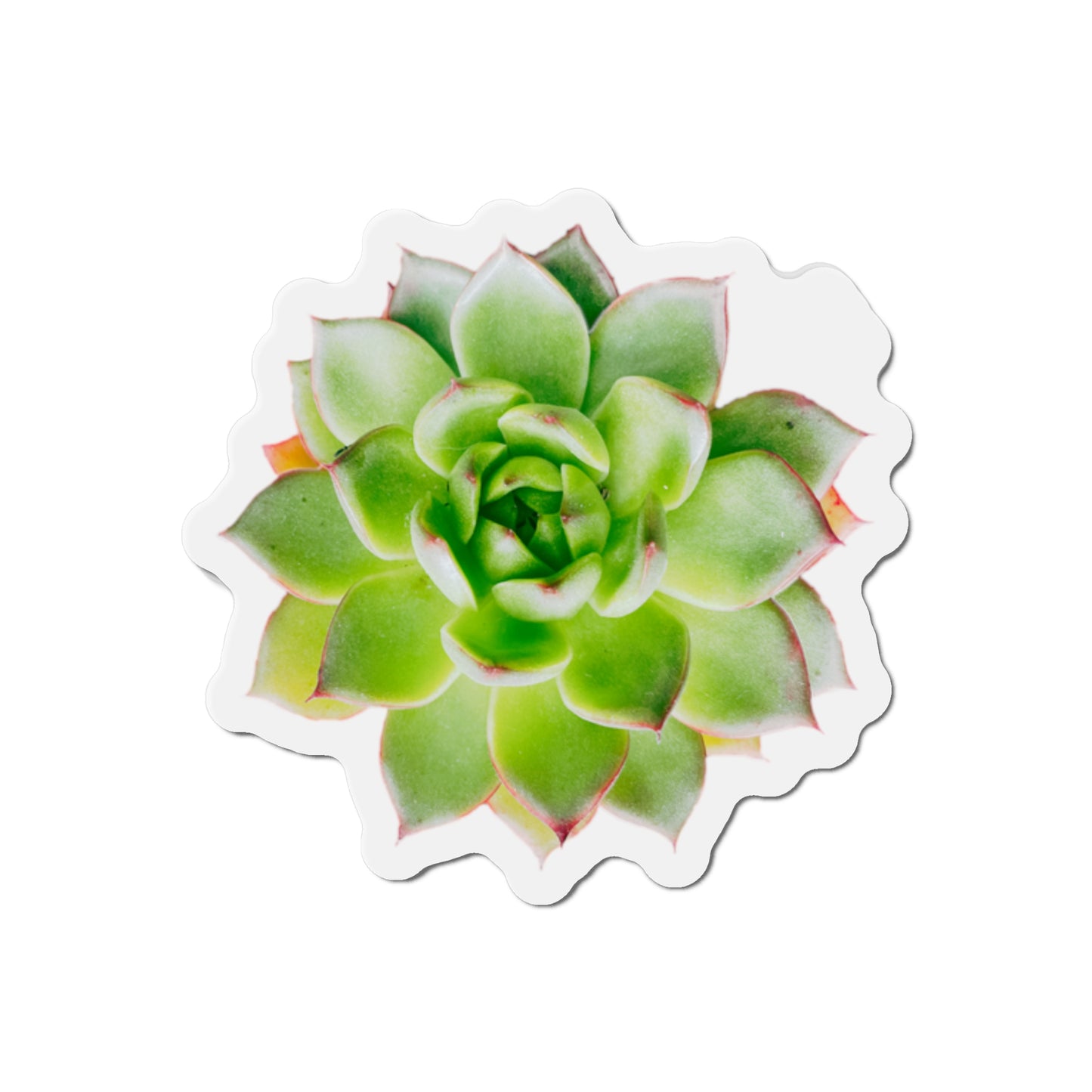 Echeveria Magnets