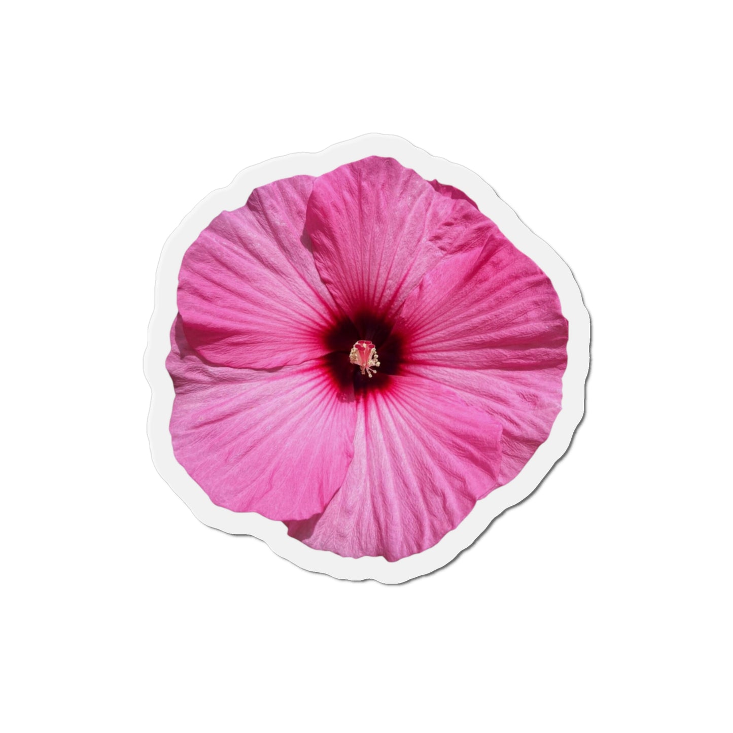 Hibiscus Magnets