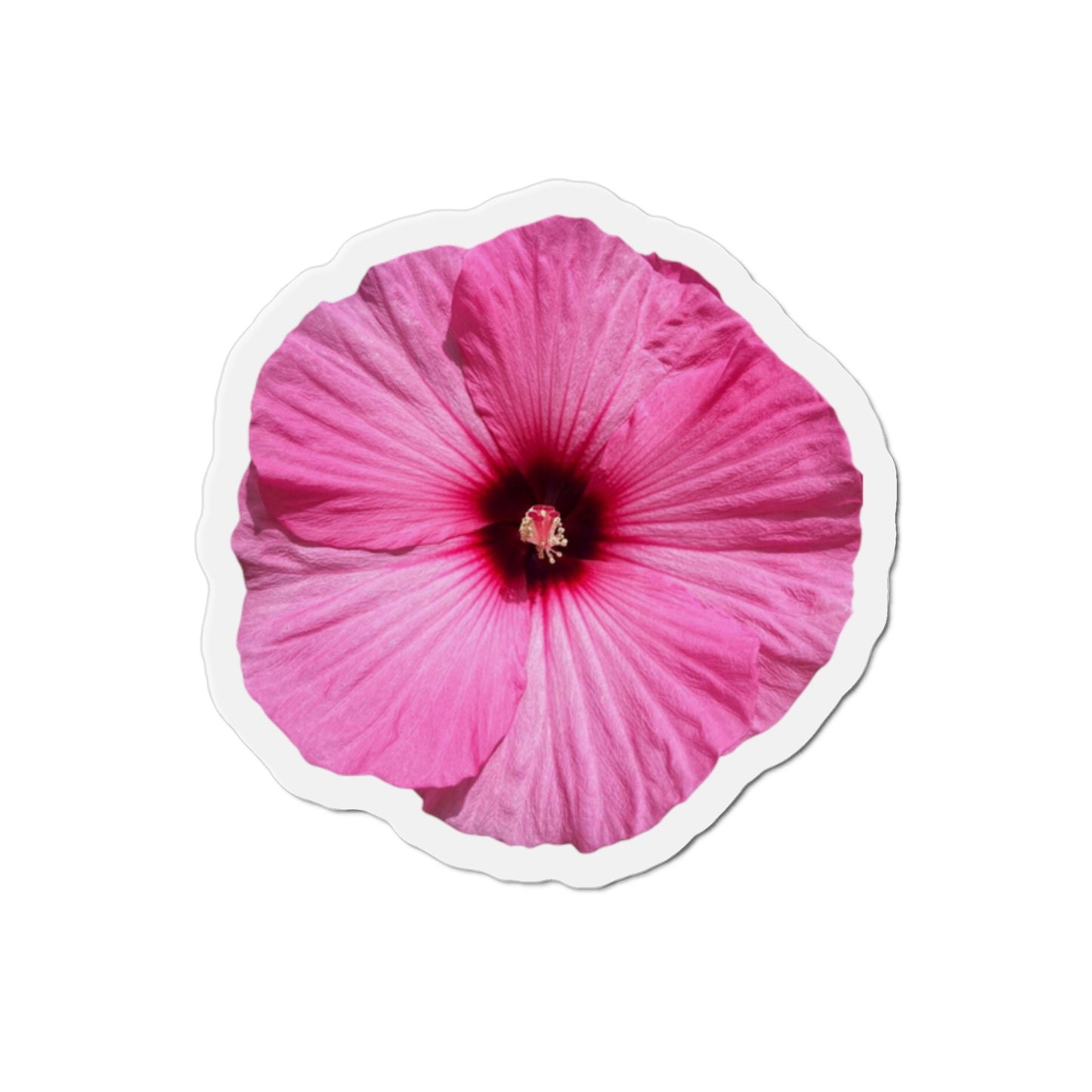 Hibiscus Magnets