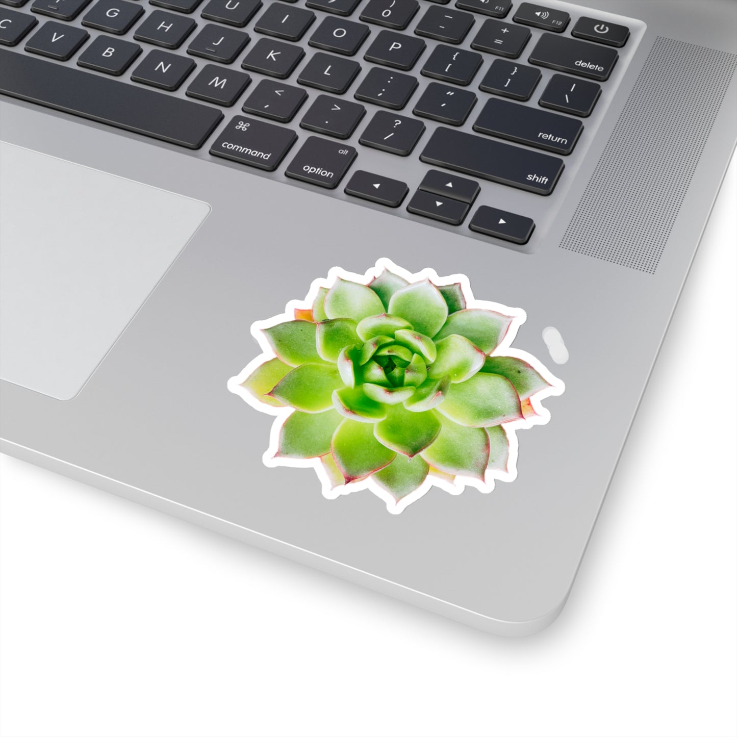 Echeveria Stickers