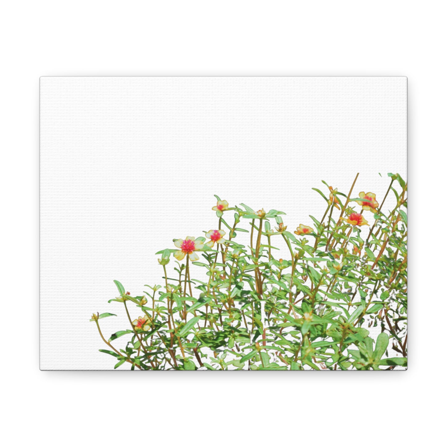 Purslane Canvas Gallery Wraps