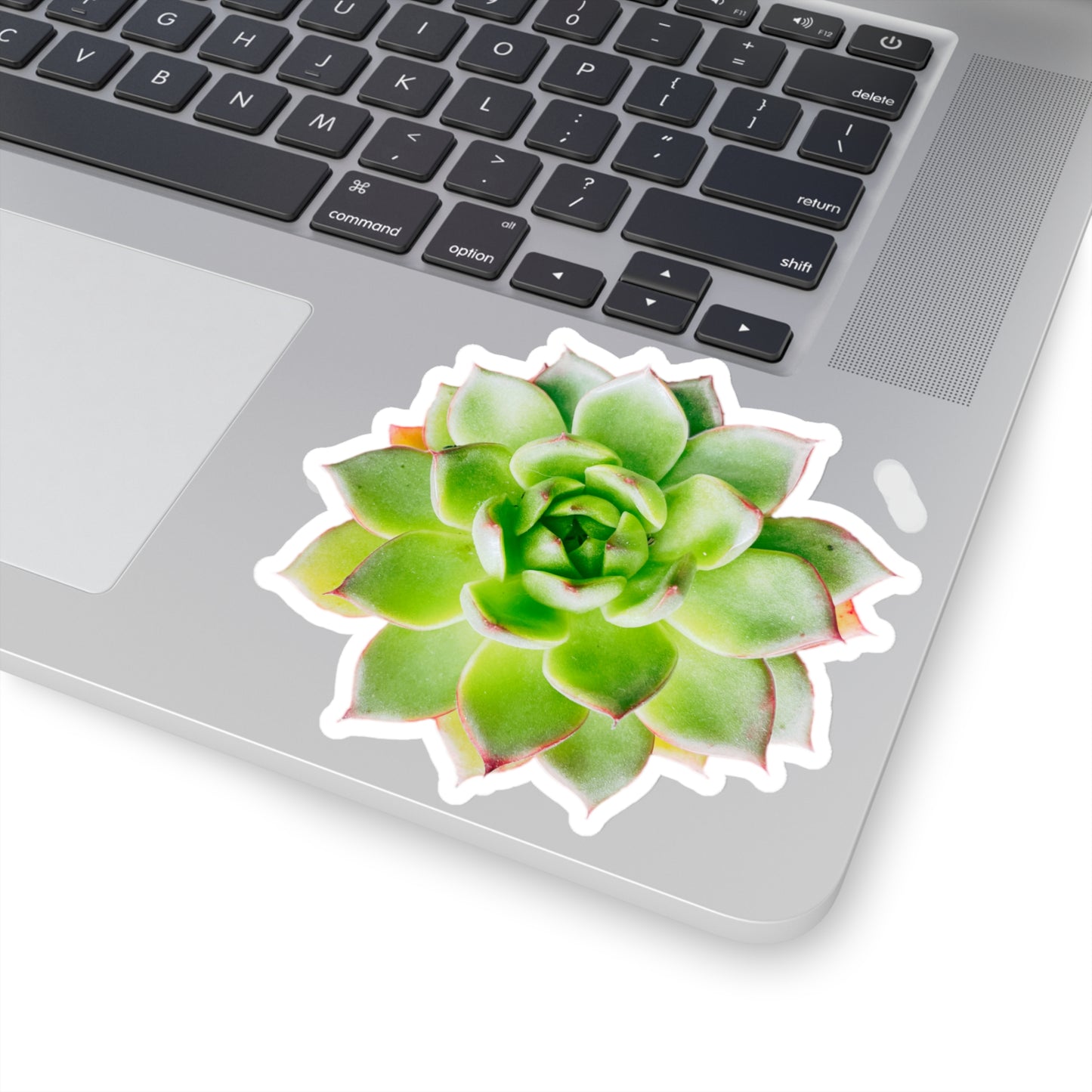 Echeveria Stickers