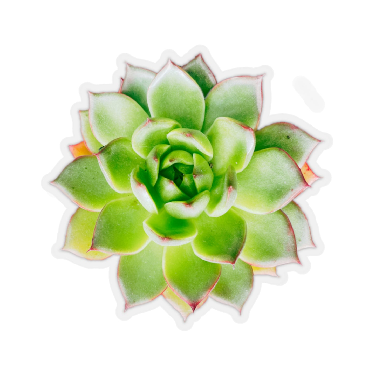 Echeveria Stickers