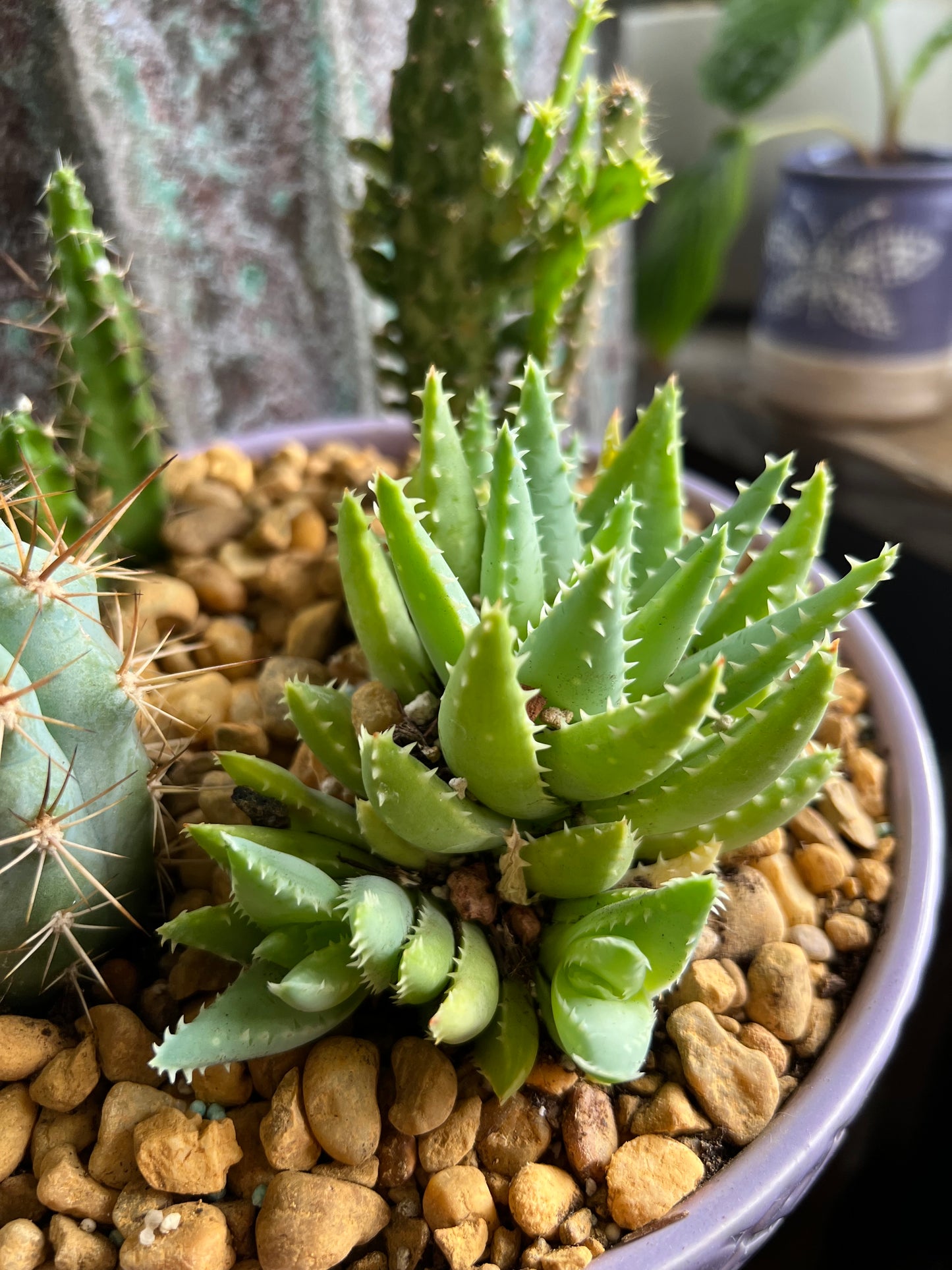 Tooth pick cactus, variegated mini Opuntia, Echinocereus Pentalophus, and Aloe Brevifolia