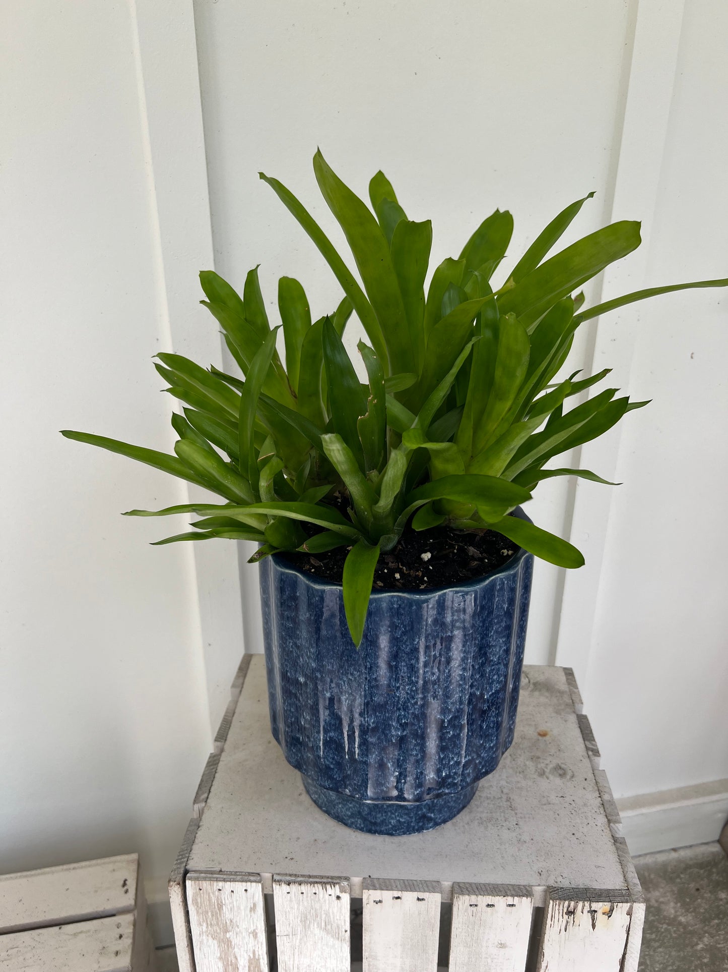 Matchstick Bromeliad