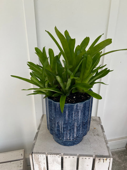 Matchstick Bromeliad