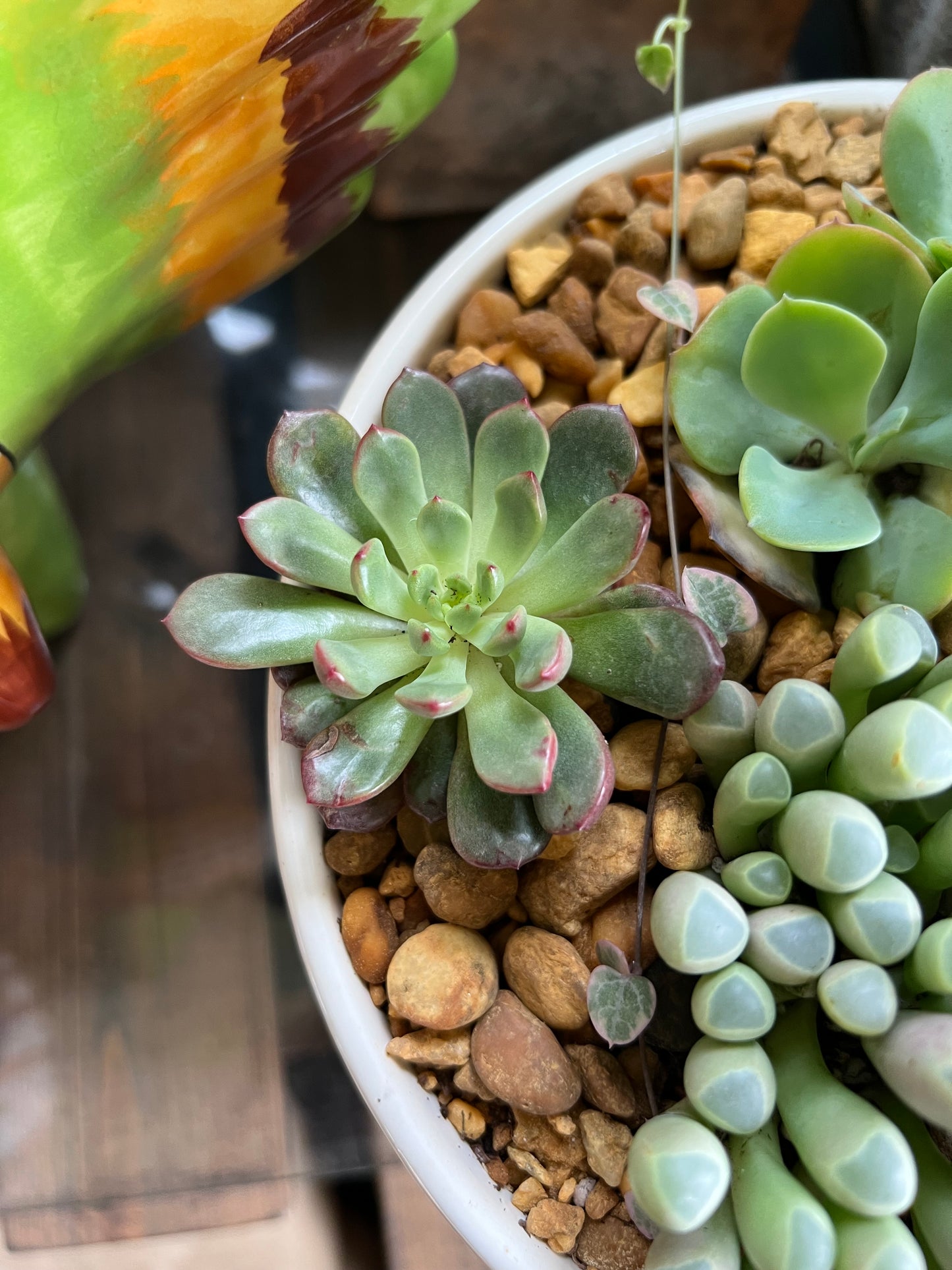 Mixed succulents in white ceramic pot