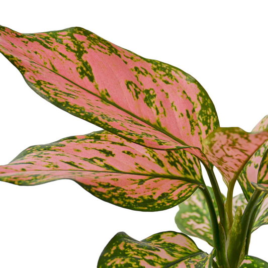 4in Chinese Evergreen "Lady Valentine"