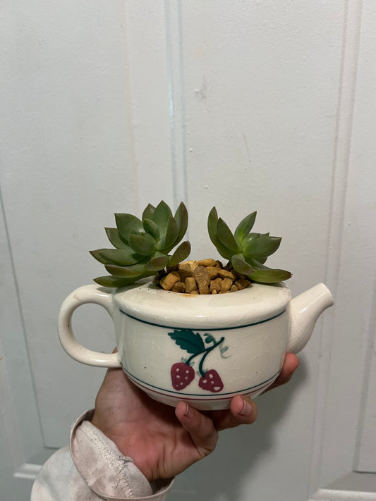 Sedum in vintage teapot