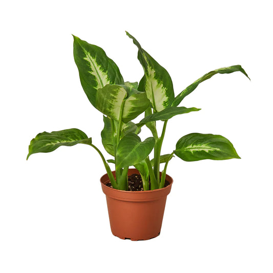 4in Dieffenbachia "Camille"