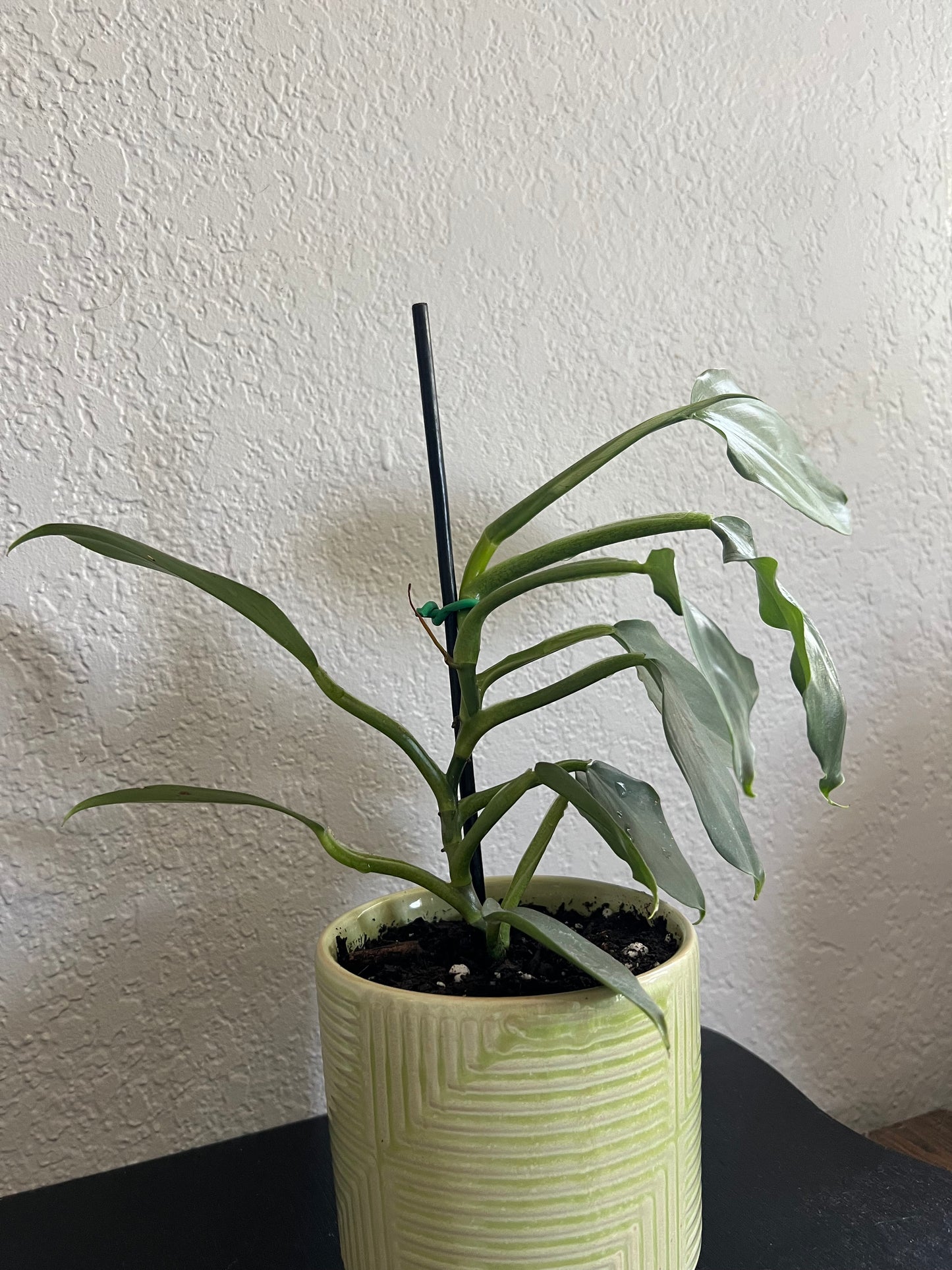 Planted silver sword philodendron