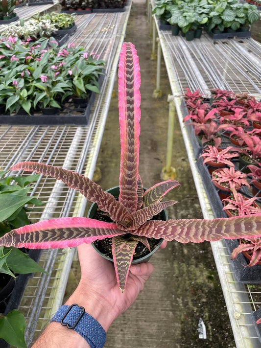 4in Cryptanthus 'Elaine'