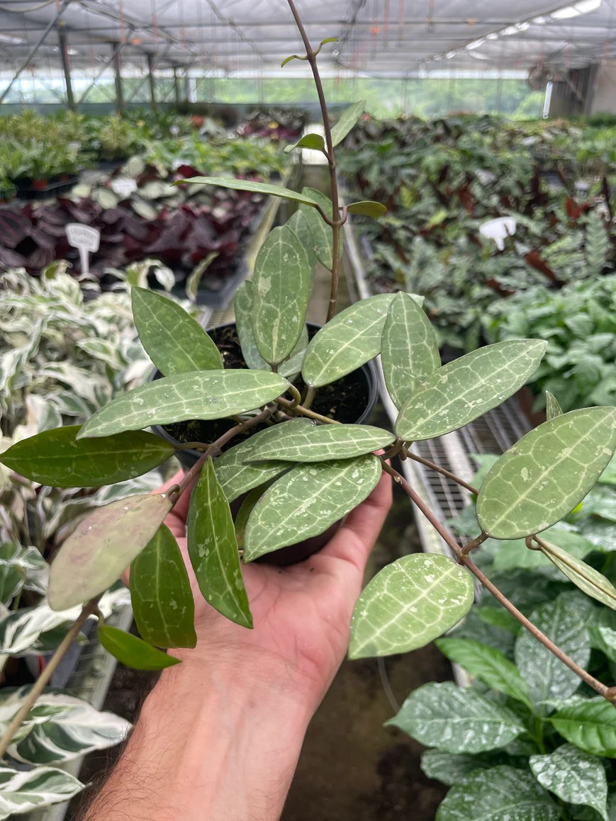 4in Hoya 'Eliptica'