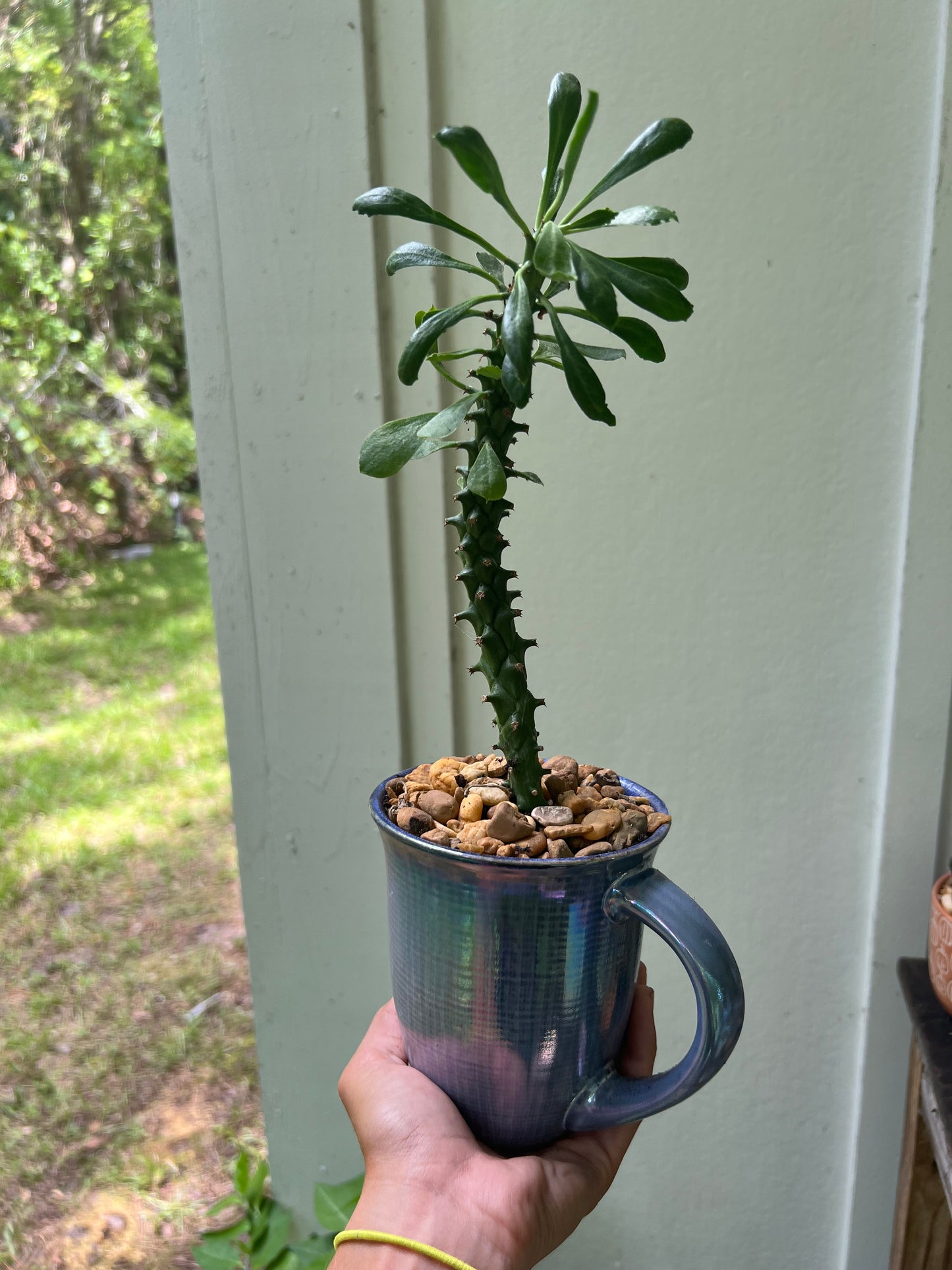 Euphorbia ritcheii in blue ceramic mug