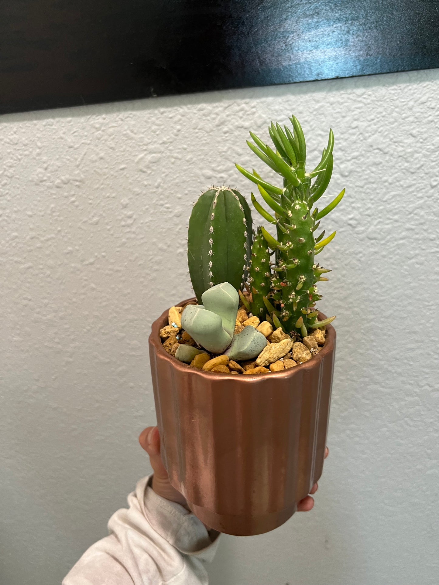 Cacti & succulent arrangement in copper pot