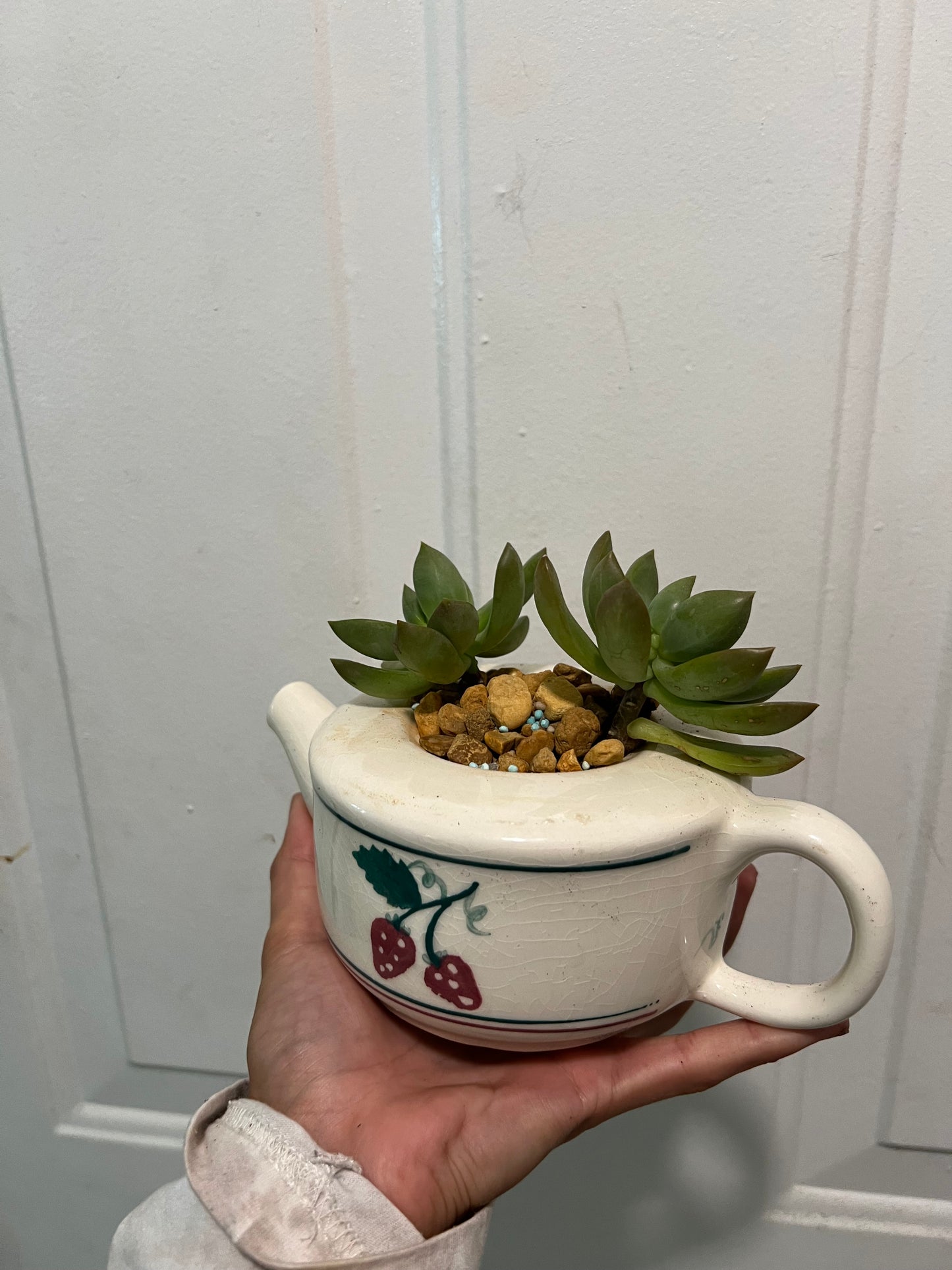 Sedum in vintage teapot